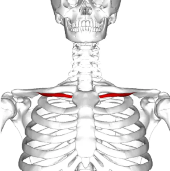 Anatomy diagram of the shoulder girdle