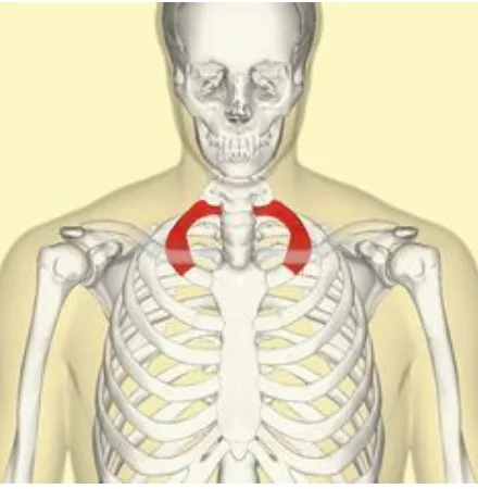Anatomy diagram of the upper chest and shoulder